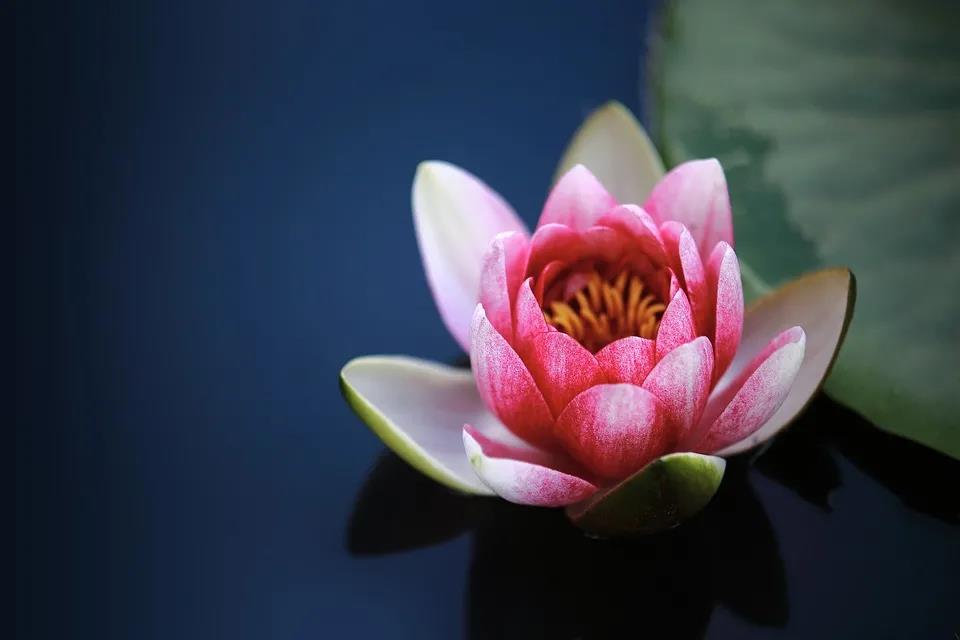今日小暑 | 倏忽溫風(fēng)至，因循小暑來